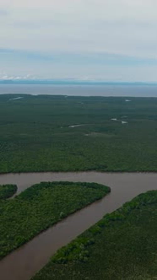 Mangroves à Bornéo en Malaisie