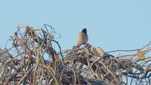 Bulbul rojo ventilado posado en la copa del árbol.