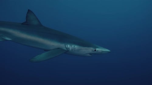 Blue Shark swimming through the blue water in the Atlantic Ocean near the Azores