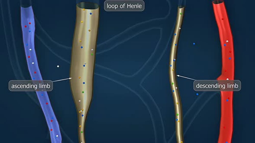 Anatomy And Function Of Loop Of Henle Of Nephron, Bugs Motion Graphics ...