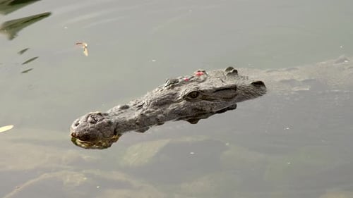 SLOW MOTION SHOT OF A CROCODILE SWIMMING OUT OF THE WATER IN MEXICO