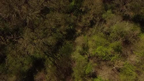 Video about a forest of fallen trees in Peterborough United Kingdom