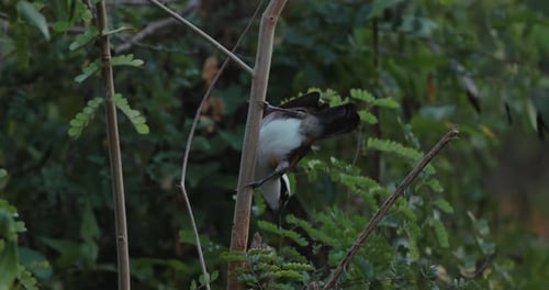 Bird Perched on Bamboo Surrounded By Lush Green Foliage