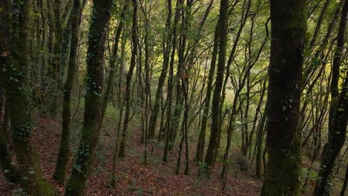 Mountain Forest Trail With Thin Tree Trunks Covered With Creeping Plants. Aerial Forward Shot