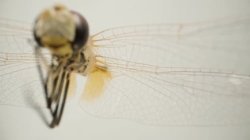 Makroübersicht der durchsichtigen Flügel einer Libelle, die das komplizierte Netzwerk aus Zellen und t zeigt