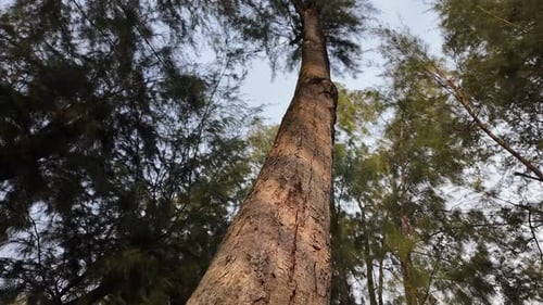 Ein hoher Baum in einem Wald