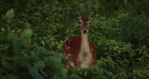 Spotted Deer Grazing in the Green Forest