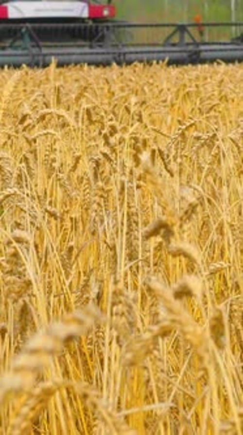 Golden Wheat Field with Harvesting Equipment in the Background Showcasing Agricultural Landscape