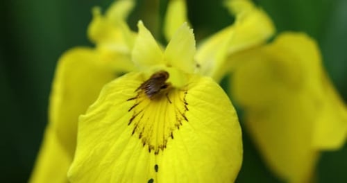 Close-up of a pollen-dusted bee pollinating a yellow flower