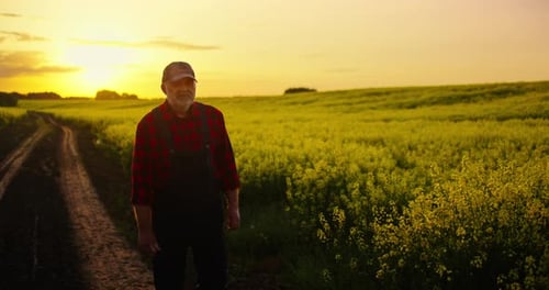 Lonely Old Man Walking In Farmland Tired Farm Worker Admiring Blooming Rape Fields