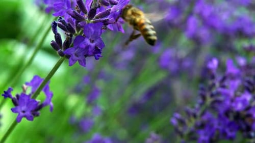Honey Bee Hovering On Beautiful Lavender Flowers In The Field. close up