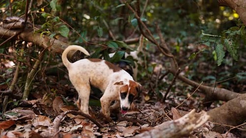 Perros callejeros deambulando sobre hojas y ramas secas