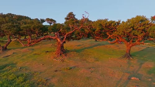 Aerial Drone Shot of Fanal Forest Trees on Madeira Island Portugal