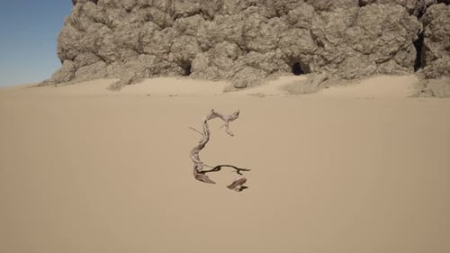 A Tree Branch Sticking Out of the Sand