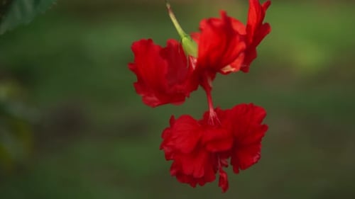 Brilliant Red Hibiscus Flowers Blooming in a Tropical Setting