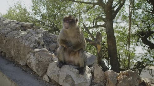 Retrato de mono de Gibraltar — Curioso animal salvaje