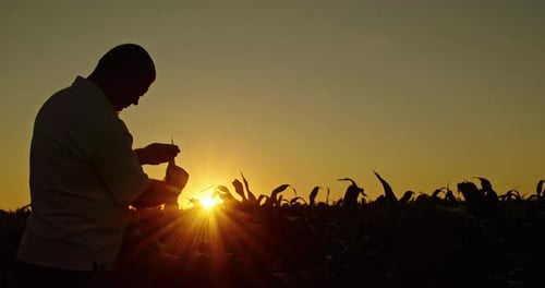 Farmer Inspecting Crops at Sunset