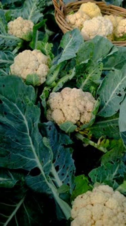 Blumenkohl im Garten ernten: Selektiver Fokus
