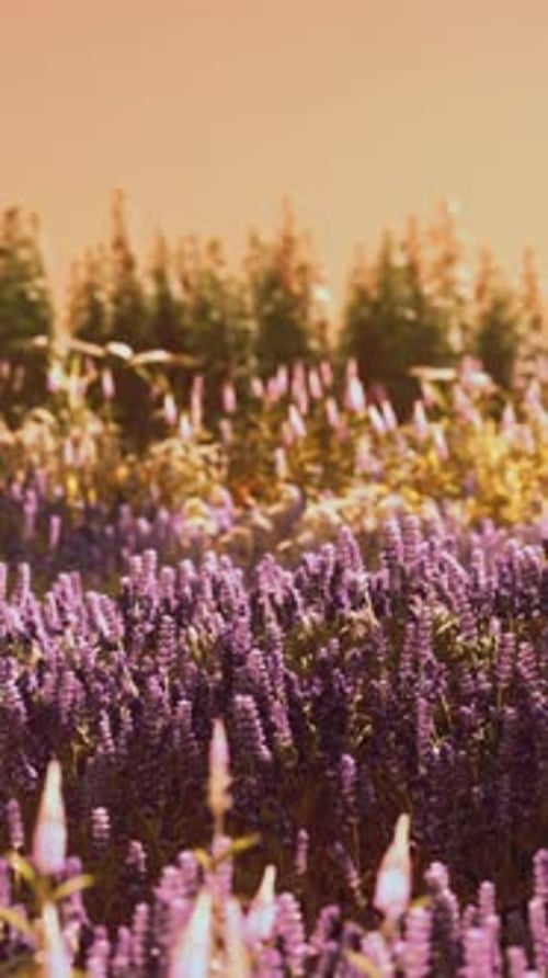 Blooming Lavender Field Under the Colors of the Summer Sunset
