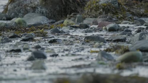 Pajarito que busca alimento en una playa rocosa cubierta de algas marinas, que se mezcla con el paisaje natural de la costa