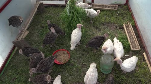 Herde vieler kleiner Truthähne bewegt sich im Käfig auf der Vogelfarm