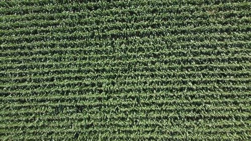 Top down view of green maize field in the italian countryside. zoom out shot