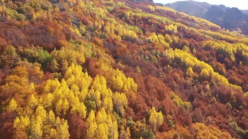Vue aérienne des forêts colorées sur les collines en automne