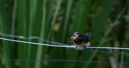 Barn swallows (Hirundo rustica) feeding chicks, Southern France