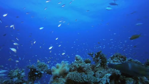 Underwater Ocean Life Fish