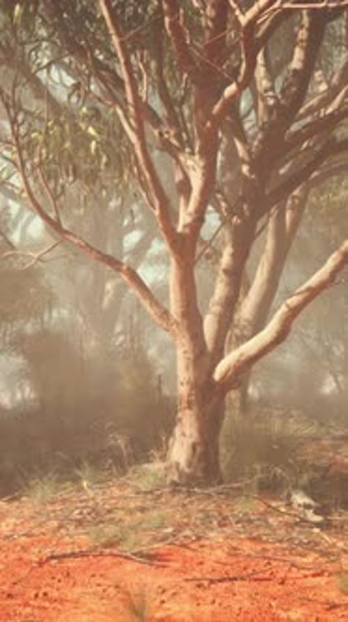A Solitary Tree Standing in a Barren Field