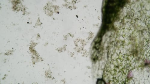 Abstract Microscopic View of Organic Cells and Living Particles