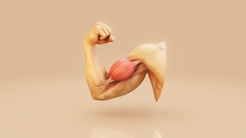 Human Arm Flexing Biceps Muscle 3D Animation