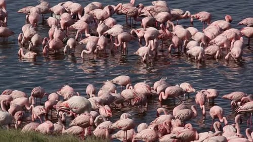 Flamingo at Lake Nakuru in Kenya.