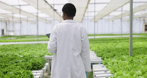 Scientist Inspecting Lettuce in Greenhouse