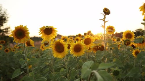 Sunflowers are Growing on the Big Field