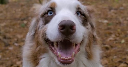 Close up of a friendly Australian shepherd dog with blue eyes