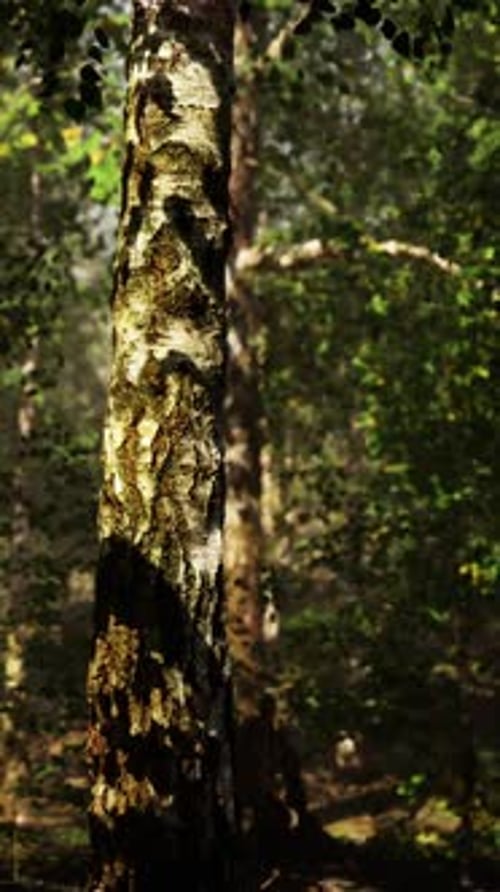 A Dense Birch Forest with Towering Trees Reaching Towards the Sky