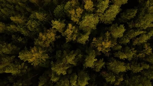 An aerial top view of green treetops in a countryside forest