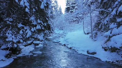 Slow motion along a beautiful mountain winter forest stream with snow and fir trees.