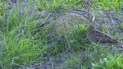 toller Schnepfenwatvogel, der am Ufer herumläuft