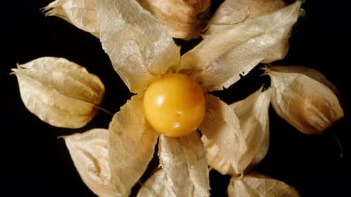 Nachahmung eines Sturzes, Konzept. Die geöffnete Frucht der Physalis-Pflanze dreht sich vor dem Hintergrund