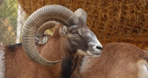 Beau portrait d'un mouflon européen mâle dans la nature Ver 2
