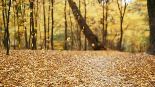 Colorful Falling Autumn Leaves on a Path in the Park