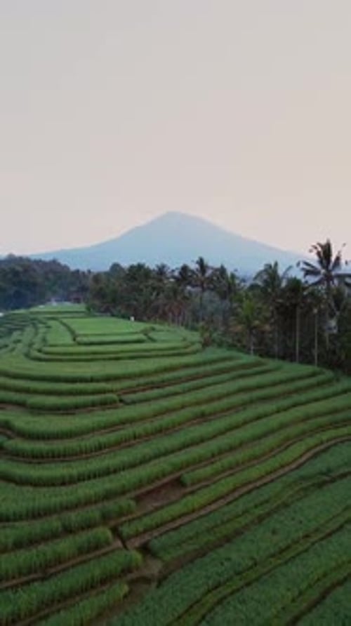 Vue verticale par Drone d'une terrasse de riz luxuriante au lever du soleil avec vue sur la montagne et douce lumière matinale