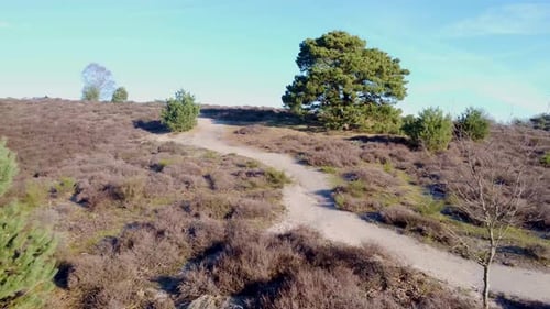 Drone shot of path trough nature national park.