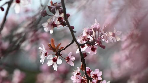 Pink cherry blossom tree spring lens flare and sunlight