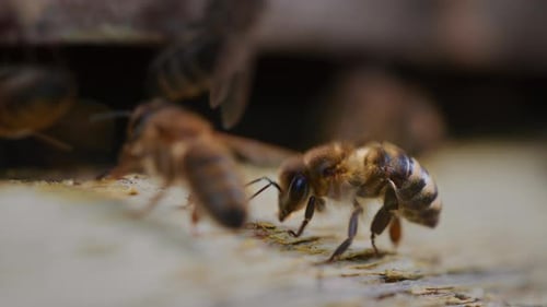 Close Up Of Honey Bees Near Hive