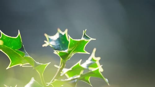 Video clip capturing a holly bush backlit by morning sun, vibrant green leaves shimmering, Christmas