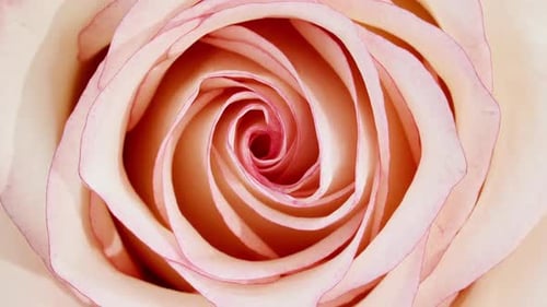 Extreme Close Up of Colorful Flower Blooms