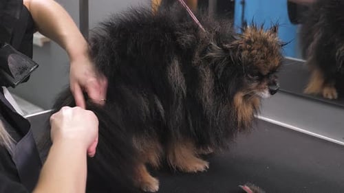 Groomer Brushing a Small Dog on Grooming Table